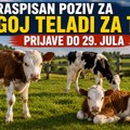 Nova pomoć stočarima: Država daje 20.000 dinara po grlu za uzgoj teladi, prijave do 29. jula