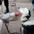 Ovaj pas je najveći heroj: Celoj naciji je postao simbol nade!