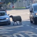 "Jadna... Tako sam i ja lutala kada sam došla u Beograd": Uplašena ovca trči prometnom ulicom, vozači u čudu (video)