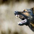 Nemilosrdan napad: Nemački ovčar se iskrao, pa ušao u tuđe dvorište i usmrtio psa kog je šetala mala devojčica