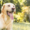 Labrador lukavo došao do igračke Pogledajte taj manevar - ljudi na mrežama plaču od smeha