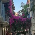 Cvetaju do prvih snegova Napravite atrakciju na balkonu - Ove biljke su idealne za jesenji period