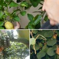 (Foto, video) kivi, banane i citrusi na obroncima Tare Srbija postaje egzotično voćno carstvo klima se menja, voćarstvo se…