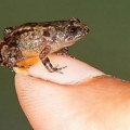На југу Бразила откривена нова врста минијатурне жабе, названа Б. Лулаи
