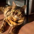 Koliko dugo smete da ostavite mačku samu kod kuće? Stručnjak otkrio koje nepredviđene situacije mogu da se dese