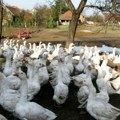 Гурмани неће бити срећни: Са менија избачен специјалитет од гушчије џигерице, ево због чега!