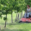 Odlične vesti za voćare! Srbiju čeka rekordna berba. Očekuje se čak 46,5 odsto više voća nego lane.