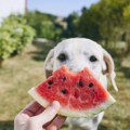 Da li psu smete da date lubenicu? Evo šta kažu veterinari