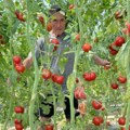 Skuplje je od zlata, ali donosi odličnu zaradu: Kod Himza iz Prijepolja rađa džinovski čeri paradajz koji može da obere…