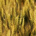 Kako će carinjenje ruske pšenice uticati na naše tržište (AUDIO)