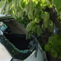 Palo drvo kod "Kluza", poklopilo 3 auta, u Borči stablo palo na vozilo u pokretu