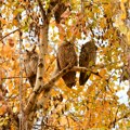 Sove u Sremu: Novembarska okupljanja u najvećem zimovalištu