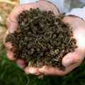 Sprečimo trovanje pčela nesavesnim korišćenjem pesticida