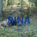 Odu peške do Zenice pa se vrate kući na Taru da dremaju: Medvedi se spremaju za zimski san - zbog klimatskih promena pitanje…