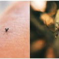 U Srbiji registrovana 62 slučaja groznice Zapadnog Nila Batut upozorio na virus, evo koje godine su kritične i u kom delu…