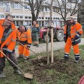 Sadnja više od 300 mladih drvorednih stabala u gradu