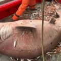 Kakav prizor! Iz Jadrana izvukli morskog diva od 4 metra: Grdosija teška između 350 i 400 kilograma (video)