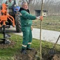 Priprema se sadnja više od 1.000 sadnica drveća: Planovi za ozelenjavanje Bačke Palanke i svih mesta u opštini