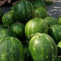 Paraćinci škrtare sa lubenicama: Najviša cena koju plaćaju 300-400 dinara (foto)
