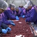 Nije srpska malina skupa, nego ukrajinska jeftina – gde tražiti nove kupce voća