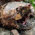 Opasnu kornjaču, čudnog izgleda, koja može biti vrlo opasna, pronašli u Engleskoj: Dali joj "slatko" ime