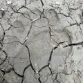 Mrki medved uočen u rezervatu prirode Obedska bara, najverovatnije sišao sa Cera