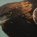 U Specijalnom rezervatu prirode Veliki Rzav postavljen satelitski odašiljač na mladuncu surog orla