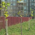 Kragujevac nastavlja ozelenjavanje – 2.000 novih stabala do kraja 2026. godine