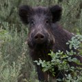 Broj zaraženih divljih svinja raste u Španiji: Policija vodi istragu o poreklu virusa afričke svinjske kuge