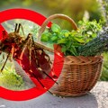 Мирисни штит од крвопија: 7 биљака које терају комарце и инсекте