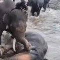 (Video) Užas u safari kampu: Grdosija od 400 kg oborila turistkinju (33) i pregazila je pred mužem i detetom