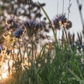 Jutro sveže, tokom dana toplo i sunčano – do 27 stepeni