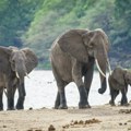 Nežni džinovi: Slonovi žive duplo duže u divljini nego u zatočeništvu