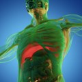 Zdravlje: Šta se dešava ljudskom telu tokom posta