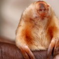 Životinje: Retka slepa krtica fotografisana u australijskoj prirodi