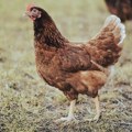 Divlje kokoške maltretiraju meštane sela u Norfolku: Izleću iz šume, uništavaju bašte i bude ih noću