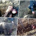 (Uznemirujući foto) medved napao nataliju u šumi: Lovci naišli na zastrašujući prizor, zatekli je ispod gomile lišća…