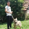 Aleksandar spasao vučicu Miu, ona mu to nikad nije zaboravila: Danas mu je najverniji drug, umiljata kao maca