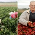 Kotrljanje ravnicom: Crveno zlato još donosi zaradu Začinska paprika tri decenije u gazdinstvu Marjanović