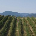 Novo zanimanje u Srbiji donosi ozbiljan novac: Menadžeri uzimaju do 1.500 dinara po radniku, a ne uberu ni jednu voćku