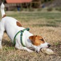Pas jede čarape, kamenje ili plastiku? Ovi znaci upozoravaju da situacija može da bude ozbiljna