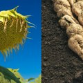 Suša skratila vegetaciju: Suncokret i šećerna repa na ozbiljnom testu