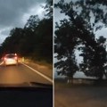 Drvo palo na auto u Beogradu usred vožnje! Horor snimak iz Lipovačke šume, žene vrište od straha! (video)