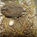 Šta znači kad vam golubica izlegne dva jaja na terasi: Postoje razna verovanja, ali jedno je sigurno