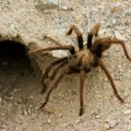 Tarantula izazvala saobraćajku u dolini smrti! Sudar na auto-putu usred pustinje, čovek povređen, zastrašujući stvor…