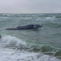 Uginula ženka retke vrste kita povređena ribarskom opremom