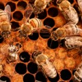 Apiterapija u Srbiji: Koliko je pčelinji otrov delotvoran po zdravlje