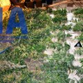 Iz Indjije došao u Čačak da diluje drogu: Policija pronašla laboratoriju za uzgoj marihuane
