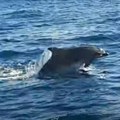 Naučnici predočili tužnu istinu Crnomorski delfini na ivici izumiranja