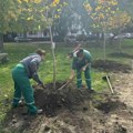 Akcija sadnje: Novi Sad dobije 620 novih stabala drveća